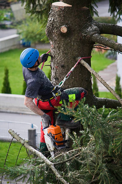 How Our Tree Care Process Works  in  Okeechobee, FL